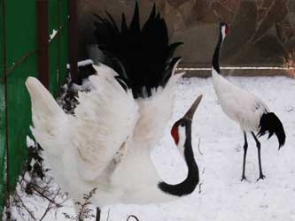 японский журавль японский журавль