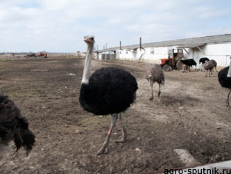 разведение страусов разведение страусов