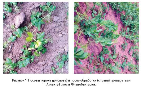 Рис.1 Посевы гороха до и после обработки препаратами Атланте Плюс и Флавобактерин