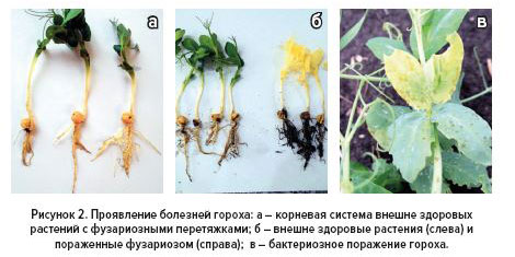 Рис.2 Проявление болезней гороха