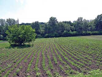 овощеводство Кубани овощеводство Кубани