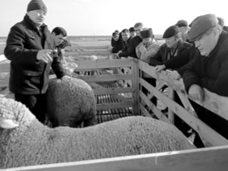развитие овцеводства