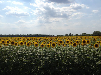 урожай подсолнечника