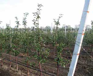 сад ОАО Мичуринское сад ОАО Мичуринское