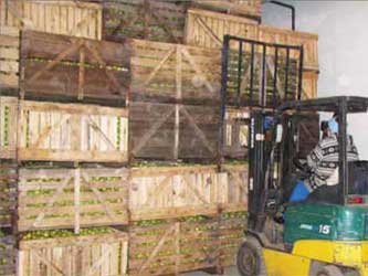 урожай яблок урожай яблок