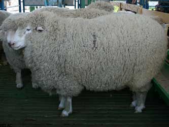 овцеводство в Ставропольском крае овцеводство в Ставропольском крае