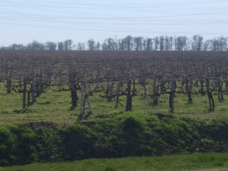поле виноградников