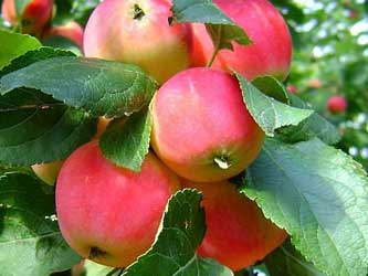 фрукты, яблоки