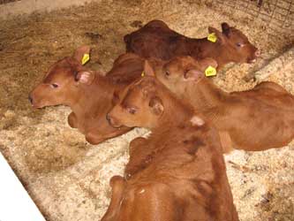 молочное животноводство
