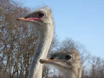 страусы на Кубани