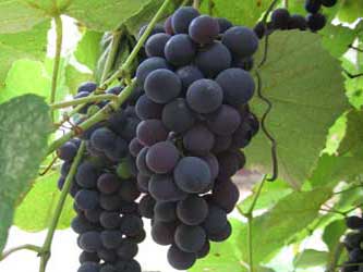 урожай винограда