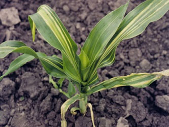 вилт кукурузы вилт кукурузы