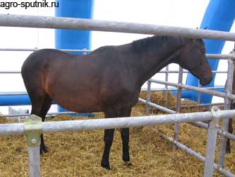 Племенной конный завод появится на Кубани