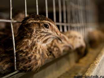 развитие птицеводства развитие птицеводства