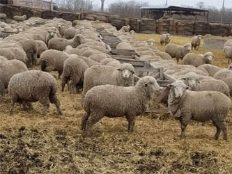 овцы сальской породы